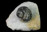 Ordovician Gastropod Fossil - Morocco #164071-1